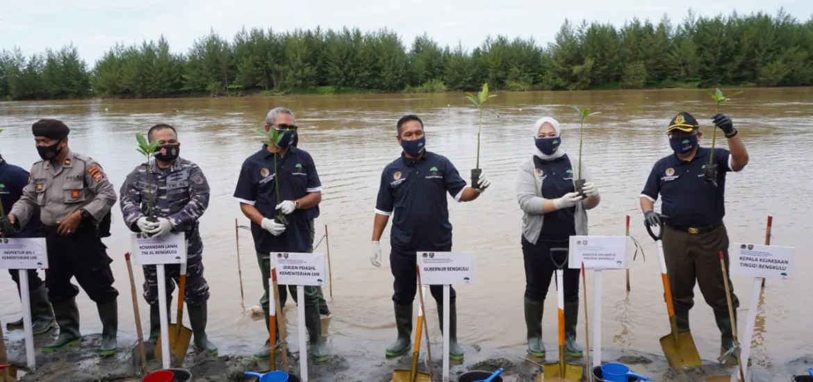 Pemulihan Ekonomi Nasional, Bengkulu Tanam 50 Hektar  Mangrove melalui Program Padat Karya