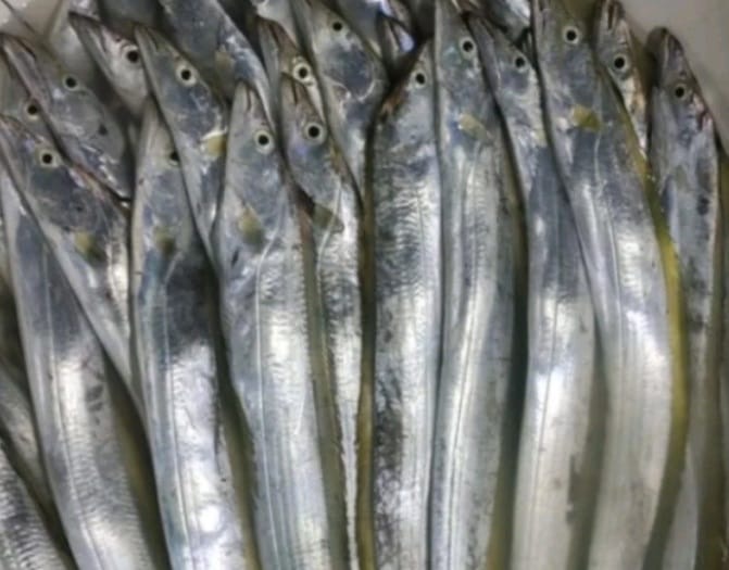 Ikan Layur Kaya Manfaat Untuk Kesehatan Tubuh | SiberZone Indonesia