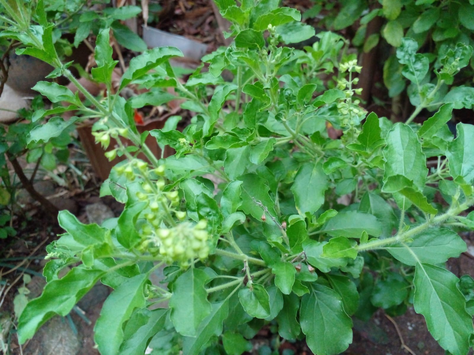 Daun Rutu Rutu Daun Ruku-Ruku Kaya Manfaat Bagi Kesehatan | SiberZone Indonesia