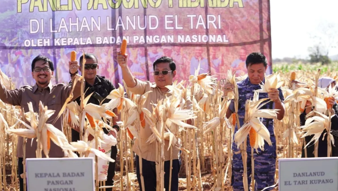 Kepala Badan Pangan Nasional/National Food Agency (NFA) Arief Prasetyo Adi (tengah) saat melakukan panen jagung