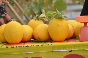 Panen Melon, Wakil Walikota Bengkulu Dedy Wahyudi Ingin ada Kebun di Setiap Kelurahan