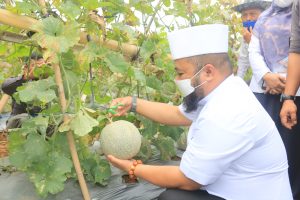Helmi Hasan lakukan panen melon di lahan Kabahil Centre(Sbz.001)
