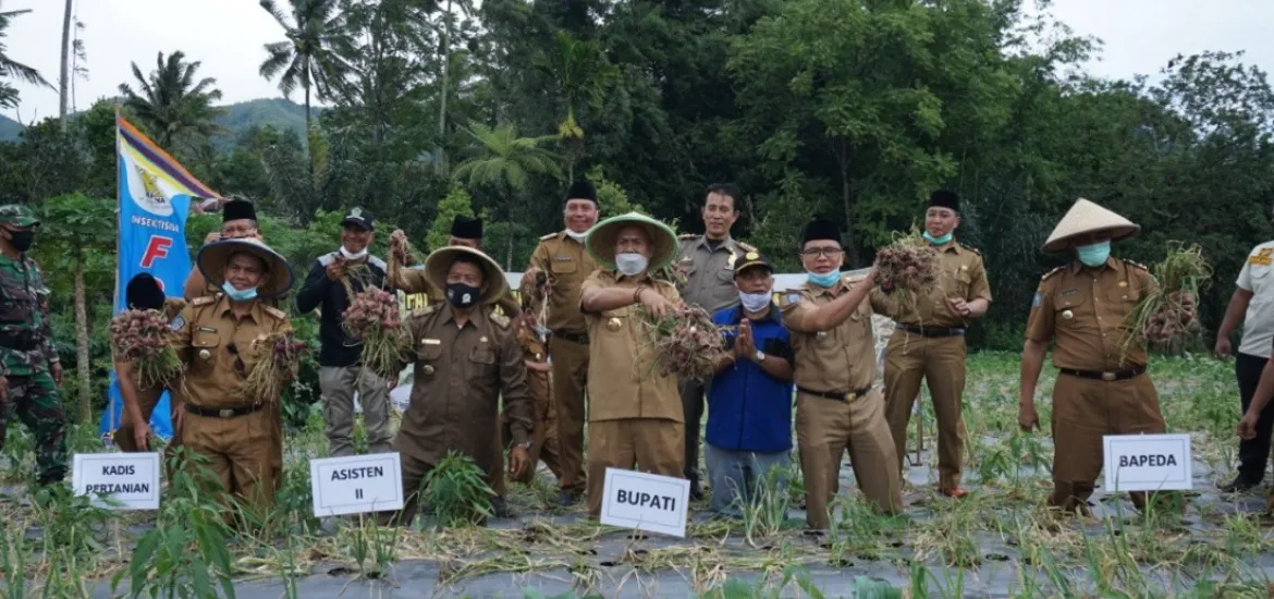 Bupati Syamsul Ikut Serta Panen Raya Bawang Merah di Desa Belitar Seberang