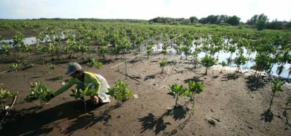 Gubernur Riau ajak masyarakat restorasi gambut dan mangrove