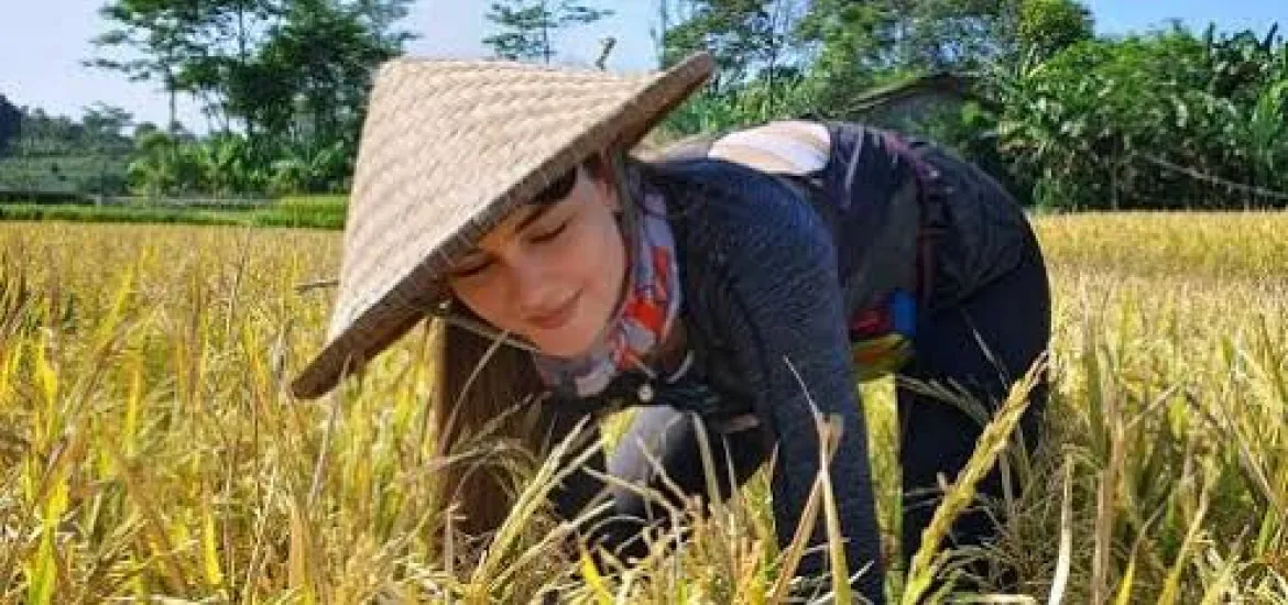 Ini Upaya Pemkab Kuansing Tingkatkan Hasil Produksi Padi di Tengah Keterbatasan Infrastruktur