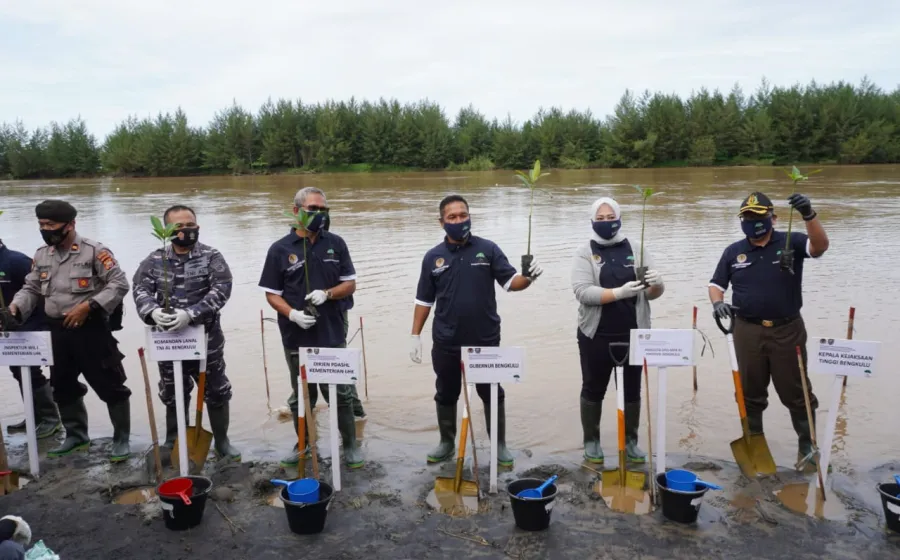 Pemulihan Ekonomi Nasional, Bengkulu Tanam 50 Hektar  Mangrove melalui Program Padat Karya