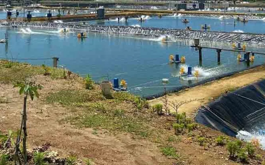 Komisi I DPRD Provinsi Bengkulu Sidak PT DPP Terkait Pencemaran Lingkungan