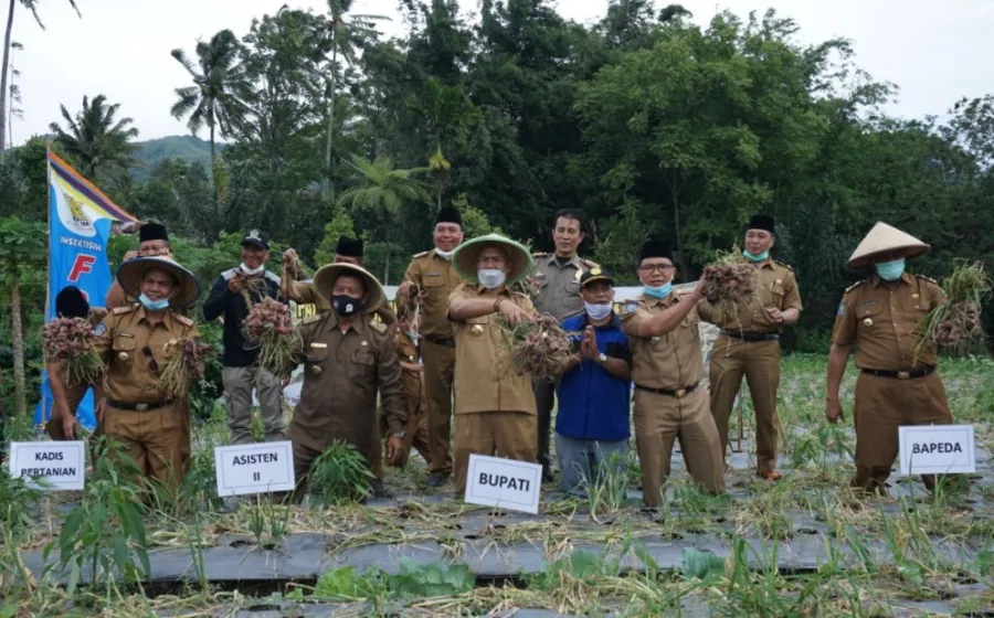 Bupati Syamsul Ikut Serta Panen Raya Bawang Merah di Desa Belitar Seberang