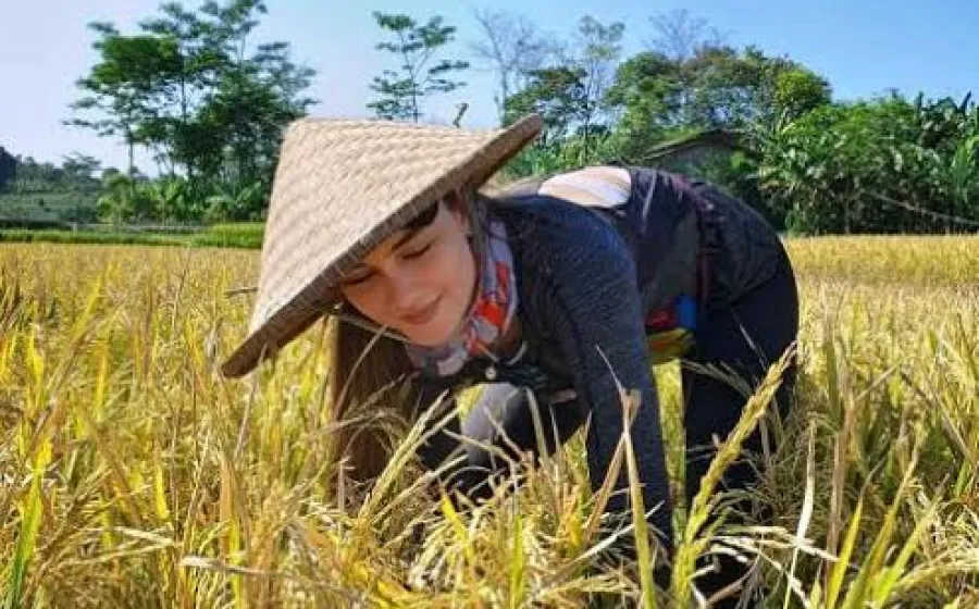 Ini Upaya Pemkab Kuansing Tingkatkan Hasil Produksi Padi di Tengah Keterbatasan Infrastruktur